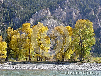 Stock Image: Cottonwoods, Yellowstone River, Montana