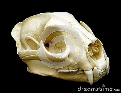 http://www.dreamstime.com/cougar-skull-thumb1658947.jpg