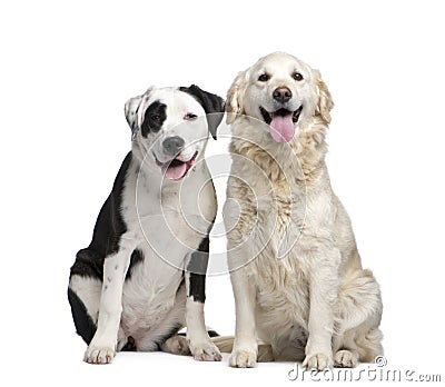 dachshund golden retriever mix puppies. girlfriend golden retriever