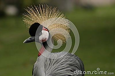 Crazy Birds on Stock Images  Crazy Exotic Bird In Hawaii  Image  302814