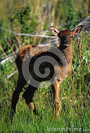 Calf Elk