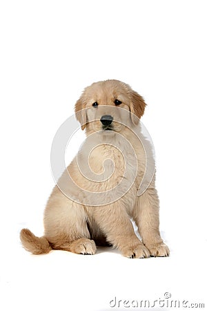 golden retriever puppy cut. CUTE GOLDEN RETRIEVER PUPPY