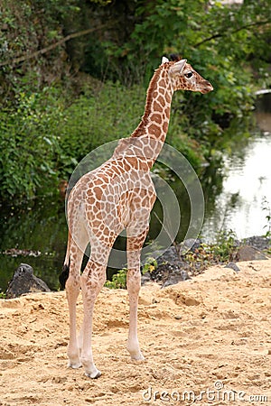  Baby Images on Stock Images  Cute Little Baby Giraffe  Image  2451924