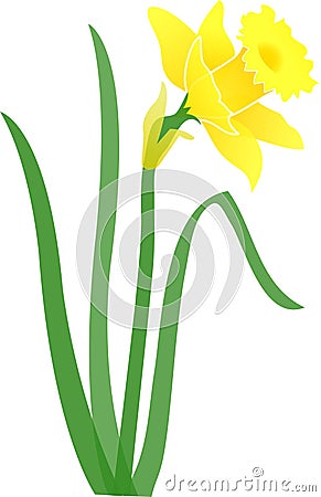 Stock Image: Daffodil-jonquil/eps