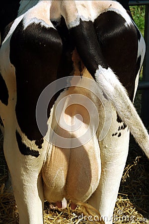 holstein dairy cow. Dairy cattle udder. Holstein