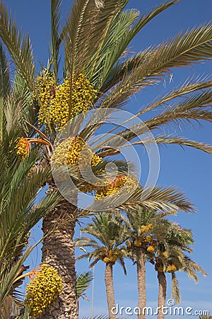 date palm fruit. Mesopotamia - Date Palm of the