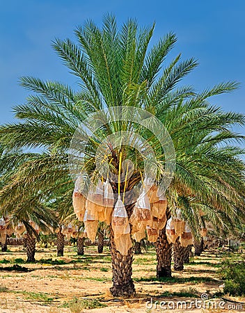 date palm tree in desert. DATE PALM TREE (click image to