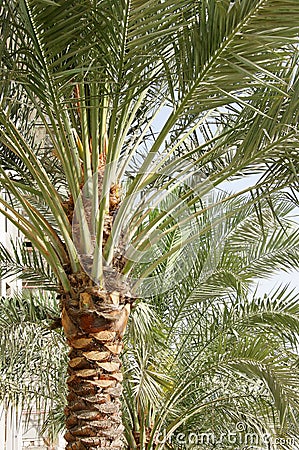 date palm tree fruit. DATE PALM TREES