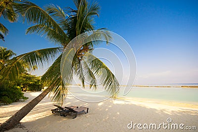 Deck Chairs on Deck Chair Under A Palm Tree  Click Image To Zoom