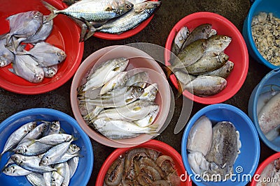 royalty free stock photography different kind of fish selling in kinds of fish 400x267