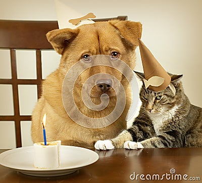Puppy Birthday Cake on Dog And Cat Celebrating Birthday Royalty Free Stock Images   Image