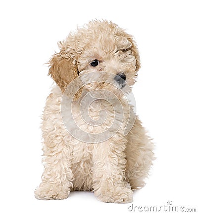 DOG : APRICOT TOY POODLE PUPPY (10 WEEKS OLD) (click image to zoom)