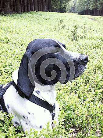 Stock Image: Dog braque d'auvergne. Image: 2177971