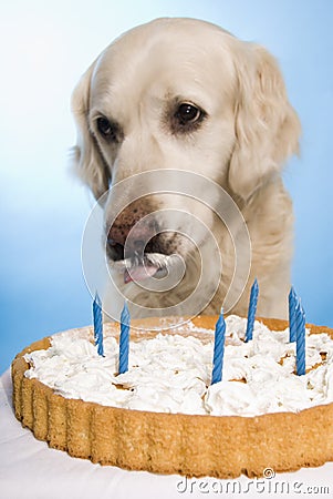  Birthday Cake on Dog Eating A Cake Stock Image   Image  9212831