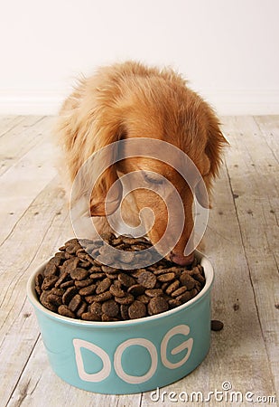 dog-eating-food-thumb17996458