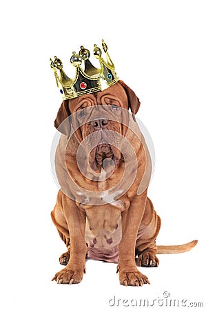 dog-king-thumb17448277.jpg
