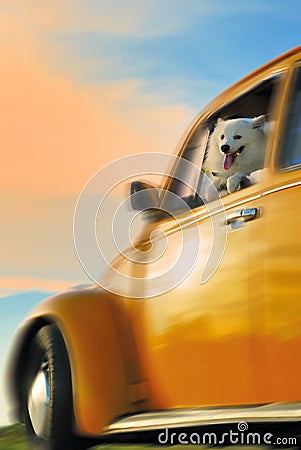 Dog On A Yellow Car