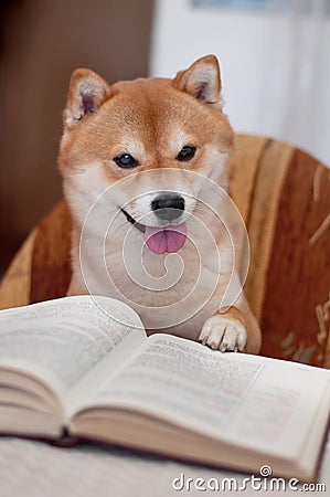 [Obrazek: dog-reading-a-book-thumb29423313.jpg]