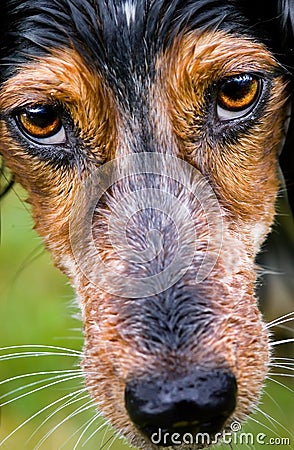 DOG'S EYES The orange piercing eyes 