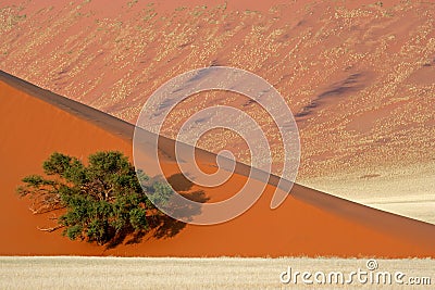 dune tree