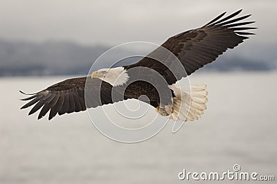 Flying Architecture on Eagle Flying Over Water With Mountains In Background