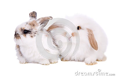 Easter Baby Photography on Royalty Free Stock Photo  Easter Baby Bunnies  Image  4307565