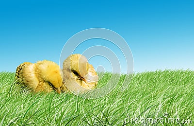 Easter Baby Photography on Stock Photo  Easter Baby Chickens  Image  8225210