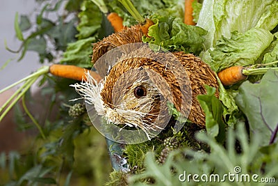 Easter Photography on Royalty Free Stock Photo  Easter Bunny In Carrot Garden  Image