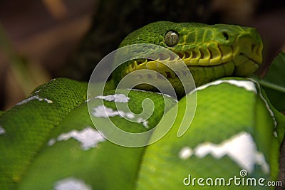 Royalty Free Stock Photos: Emerald tree boa snake. Imag