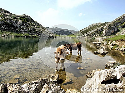 Cows in the Enol lake