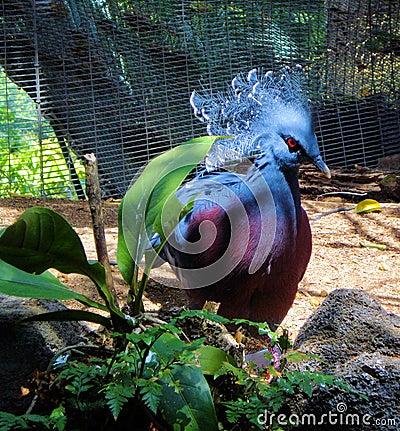 Exotic Birds on Exotic Bird  Click Image To Zoom