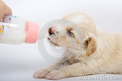 Feeding Puppies on Stock Images  Feeding Little Puppy  Image  7364804