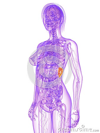 gallbladder location in body. to ody and gallbladder