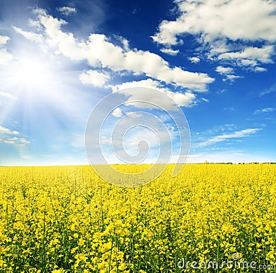 yellow flowers field. FIELD OF YELLOW FLOWERS AND