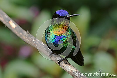 http://www.dreamstime.com/fiery-throated-hummingbird-thumb12392626.jpg