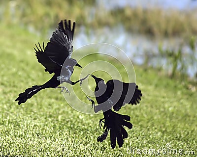 Black Birds on Royalty Free Stock Images  Fighting Black Birds  Image  2686069