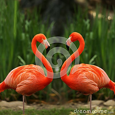 flamingo-love-talk-thumb3161290.jpg