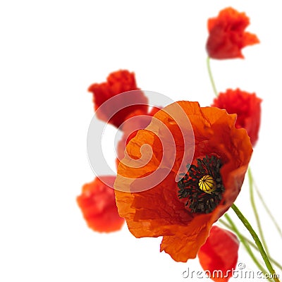 Flower Preservation on Floral Design  Spring Flowers  Poppies Border Royalty Free Stock Image