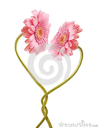 Love Flowers Pictures on Flower Love Stock Photography   Image  10022562
