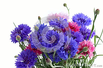 flowers-cornflowers-thumb6122405.jpg?width=500