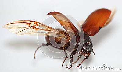Fly Beetle
