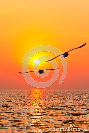 Flying Birds on Flying Birds With Sunset  Click Image To Zoom