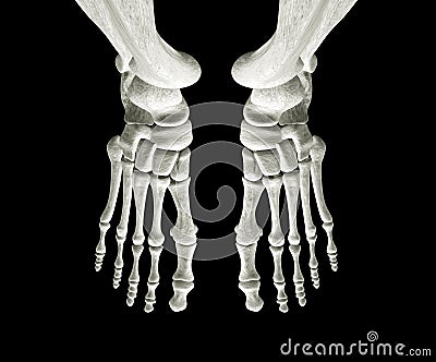 bones of foot. FOOT BONES (click image to