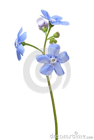 Picture Forget  Flower on Forget Me Not Flower On White   A Single Forget Me Not Flower Isolated