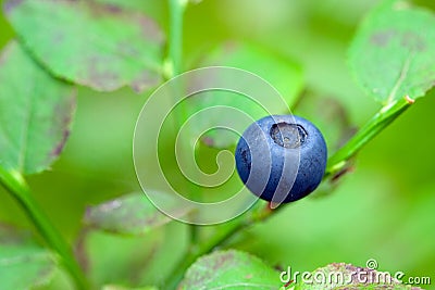 http://www.dreamstime.com/fresh-blueberry-thumb9076453.jpg