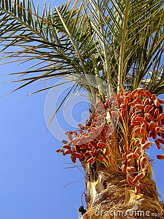 what are dates food. FRESH DATES ON TREE 02