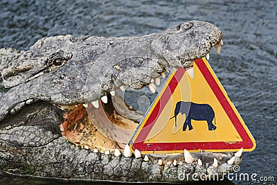 Funny Crocodile Royalty Free Stock Photos - Image: 17987258