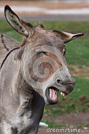 Horse Vector Free on Comical Looking Donkey With Mouth Wide Open Showing Teeth