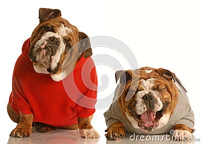 Funny Bulldog Pictures on Two English Bulldogs Sharing A Joke Where One Doesn T Get The