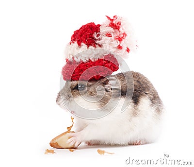 funny hamster pictures. Funny hamster with woollen cap